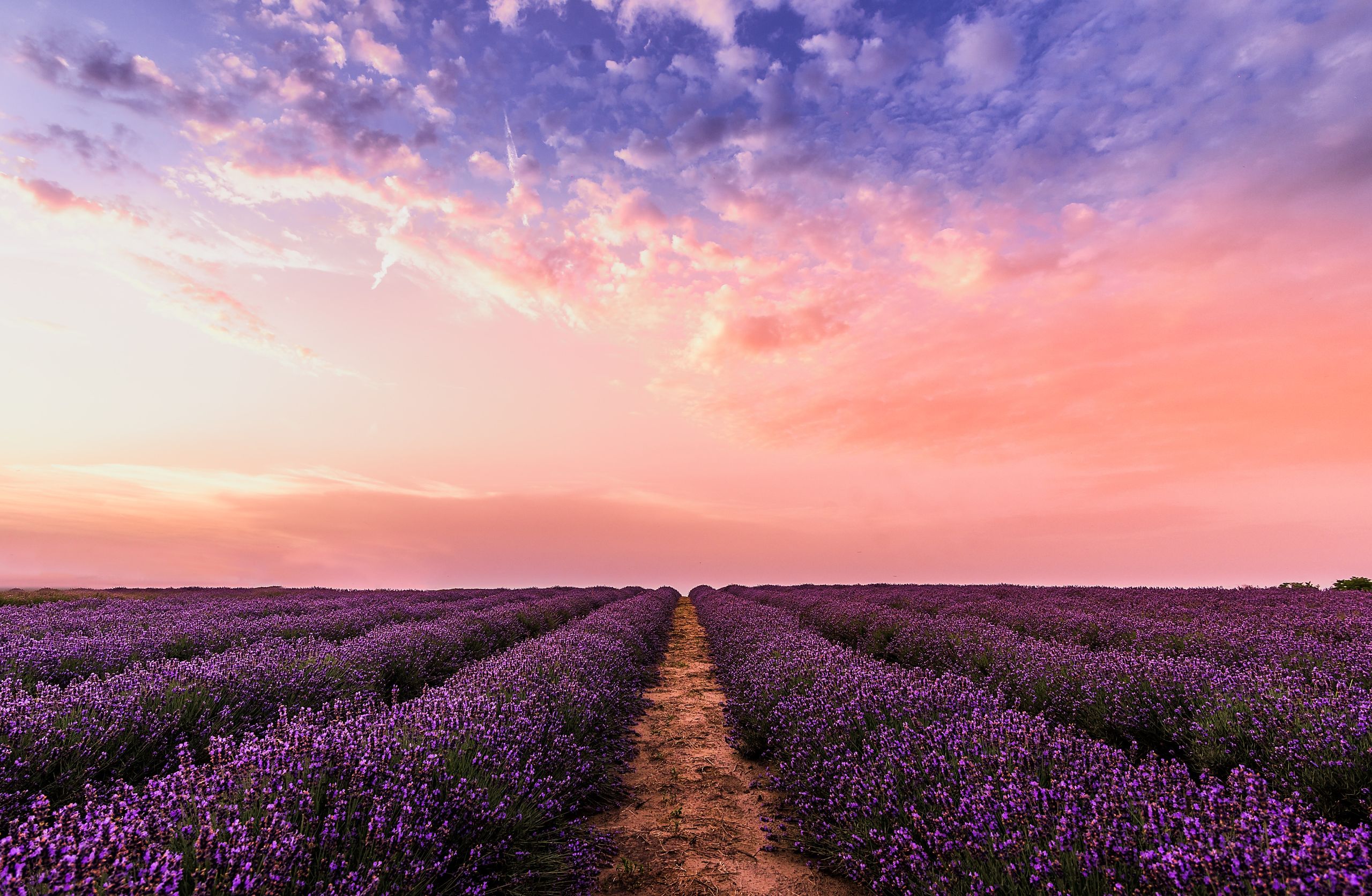 Champ de lavande en fleur en Provence
