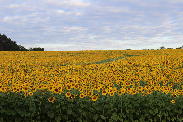 Champ de tournesols près de Valensole